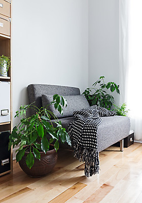 포토 JPG 해외이미지 식물 라이프스타일 디자인 화초 벽 가구 거실 의자 창문 휴식 책장 선반 바닥 아파트 주택 사람없음 내부 목재 장식 초록색 빛 소파 햇빛 검은색 회색 흰색 커튼 안락의자 부드러움 리빙 파케트 안락 해외202004 해외포토 나무 컬러 생활용품 컨셉 재료 건물 생활 태양 감각 파일형식 이미지허브