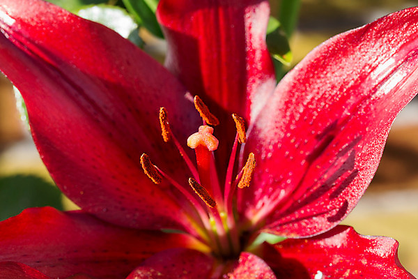 포토 JPG 해외이미지 식물 꽃잎 꽃 줄기 백그라운드 잎 꽃무늬 자연 사람없음 빨간색 초록색 여름 빛 컬러풀 농장 노란색 정원 맑음 봄 신선 시간 백합 원예 보케 북쪽 산악지대 구성 꽃수술 해외202004 해외포토 계절 컬러 무늬 농업 날씨 산 취미 방향 생태계 파일형식 이미지허브