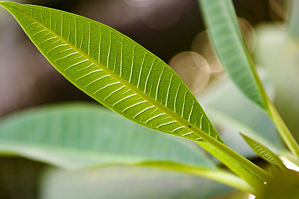 포토 JPG 해외이미지 나무 식물 백그라운드 잎 패턴 농업 아프리카 자연 추상 열대 골격 바나나 사람없음 초록색 빛 컬러풀 농장 줄무늬 신선 큼 묘사 원예 질감 산등성이 스파이크 갈비뼈 정맥 남쪽 내추럴 강렬 이국적 해외202004 해외포토 나라 산업 컬러 무늬 과일 산 뼈 취미 크기 방향 생태계 혈관 파일형식 이미지허브
