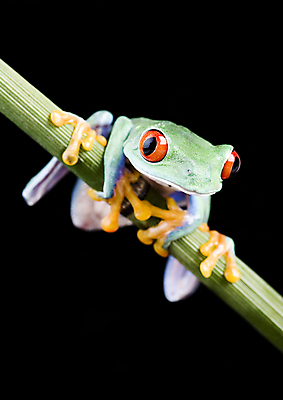 포토 JPG 해외이미지 한마리 야생동물 검은배경 실내 매달리기 양서류 사람없음 청개구리 잎줄기 해외202004 해외포토 동물 1 줄기 백그라운드 모션 개구리 내부 검은색 파일형식 이미지허브