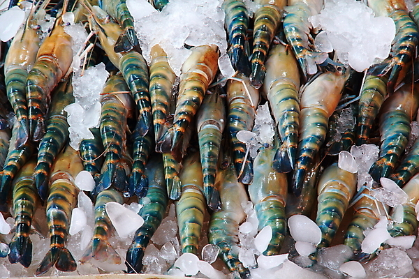 포토 JPG 해외이미지 음식 백그라운드 새우 어류 사람없음 파란색 냉동 얼음 신선 그룹 큼 해산물 날것 흙더미 해외202004 해외포토 자연요소 컬러 갑각류 수중동물 흙 크기 파일형식 더미 이미지허브