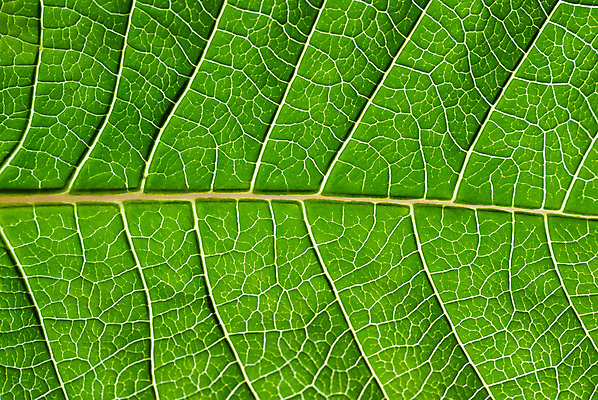 포토 JPG 해외이미지 식물 1 백그라운드 잎 패턴 자연 추상 사람없음 초록색 활발 닫기 묘사 질감 정맥 내추럴 해외202004 해외포토 컬러 컨셉 무늬 모션 생태계 혈관 파일형식 이미지허브