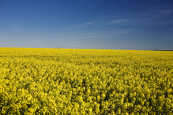 포토 JPG 해외이미지 식물 구름 꽃 음식 돈 밭 농업 채소 자국 하늘 씨앗 풍경 사람없음 파란색 농작물 농장 노란색 화학물질 해외202004 해외포토 자연요소 산업 컬러 화학 재산 파일형식 이미지허브