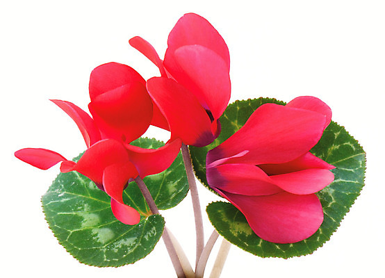 포토 JPG 해외이미지 식물 계절 꽃잎 꽃 화초 줄기 분홍색 백그라운드 잎 겨울 자연 주택 선물 사람없음 초록색 빛 머리 정원 봄 흰색 개화 싱글 원예 고립 심기 정중 해외202004 해외포토 컬러 컨셉 모션 취미 건물 신체부위 생태계 파일형식 이미지허브