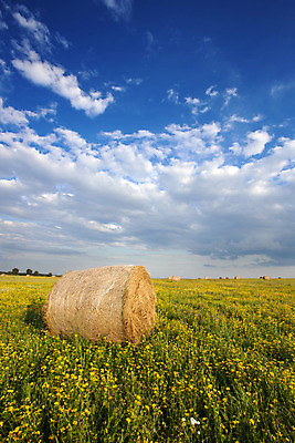 포토 JPG 해외이미지 구름 밭 농업 자연 하늘 풍경 사람없음 야외 여름 농작물 농장 수확 볏짚 뭉치 해외202004 해외포토 자연요소 계절 산업 짚 생태계 파일형식 이미지허브