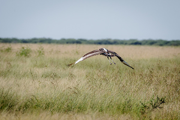 포토 JPG 해외이미지 동물 공원 야생동물 여행 아프리카 청소년 자연 조류 사람없음 물 컬러풀 게임 관찰 황무지 보호 큼 사파리 안장 남쪽 계산서 내추럴 남아프리카 동물상 민물 보츠와나 사바나 생태학 전국 황새 해외202004 해외포토 자연요소 공공시설 교육 나라 컬러 컨셉 모션 놀이 사람 조형물 크기 방향 생태계 파일형식 이미지허브