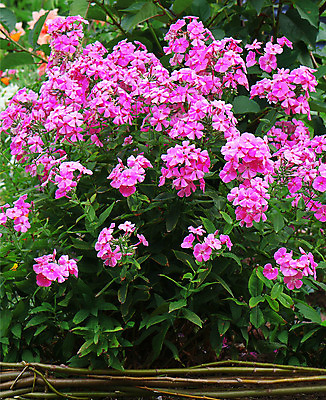 포토 JPG 해외이미지 나무 식물 디자인 꽃 분홍색 잎 꽃무늬 자연 휴식 주택 사람없음 야외 장식 초록색 울타리 노란색 환경 정원 보라색 봄 벚꽃 흰색 시골 개화 자주색 제비꽃 원예 향기 내추럴 강렬 영원 스타일 해외202004 해외포토 계절 컬러 컨셉 무늬 취미 건물 담장 생태계 냄새 파일형식 이미지허브