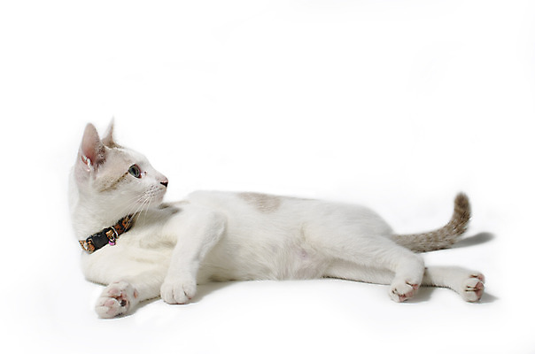 포토 JPG 해외이미지 동물 1 라이프스타일 응시 백그라운드 포유류 생물 털 실내 앉기 사람없음 반려동물 우주 검은색 고양이 흰색 슛 고립 기르기 유래 스타일 해외202004 해외포토 시선 컬러 모션 내부 생활 돌봄 파일형식 이미지허브