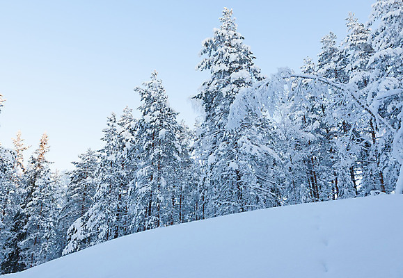 포토 JPG 해외이미지 나무 계절 공원 크리스마스 겨울 자연 하늘 휴가 풍경 사람없음 야외 목재 파란색 빛 햇빛 맑음 얼음 침묵 추위 덮개 흰색 시골 소나무 숲 12월 서리 장면 내추럴 가문비나무 해외202004 해외포토 자연요소 식물 공공시설 기념일 컬러 재료 날씨 태양 소리 뚜껑 날짜 생태계 파일형식 이미지허브