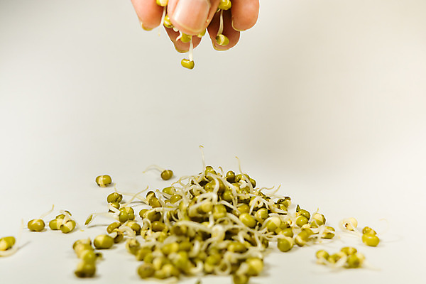 포토 JPG 해외이미지 식물 손 음식 백그라운드 컨셉 농업 채소 재료 자연 콩 건조 건강 씨앗 사람없음 초록색 새싹 성장 흰색 그룹 낟알 유기농 날것 내추럴 고립 단백질 돌봄 모종 생식 채식주의자 해외202004 해외포토 웰빙 산업 컬러 모션 곡류 신체부위 생태계 채식 영양소 파일형식 이미지허브