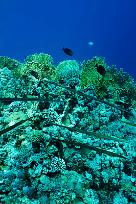 포토 JPG 해외이미지 야생동물 바다 백그라운드 자연 어류 사람없음 파란색 수중 그룹 산호 다이빙 암초 터키석 해외202004 해외포토 동물 컬러 수영 수중동물 자포동물 보석 생태계 수중스포츠 파일형식 이미지허브