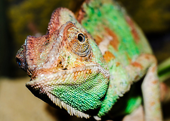 포토 JPG 해외이미지 동물 응시 야생동물 오렌지 파충류 자연 사람없음 초록색 컬러풀 머리 피부 동물상 이국적 카멜레온 디테일 해외202004 해외포토 시선 컬러 과일 신체부위 조형물 생태계 파일형식 이미지허브