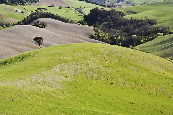 포토 JPG 해외이미지 나무 유럽 여행 밭 자연 포도 주택 풍경 사람없음 야외 초록색 농장 농경지 와인 이탈리아 시골 빌라 언덕 시력 포도밭 포도나무 밭일 양조장 토스카나 해외202004 해외포토 식물 나라 컬러 농업 과일 주류 건물 과일나무 생태계 파일형식 이미지허브