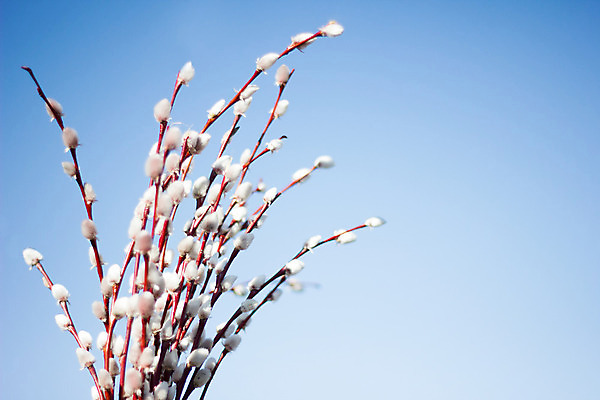 포토 JPG 해외이미지 나무 식물 계절 꽃 줄기 꽃다발 백그라운드 꽃무늬 자연 하늘 부활절 새로움 사람없음 야외 장식 초록색 파란색 햇빛 갈색 우주 고양이 봄 성장 벚꽃 흰색 나뭇가지 신선 개화 막대기 4월 버드나무 꽃가루 부드러움 솜털 내추럴 해외202004 해외포토 기념일 컬러 컨셉 무늬 포유류 반려동물 태양 감각 날짜 가루 생태계 파일형식 이미지허브