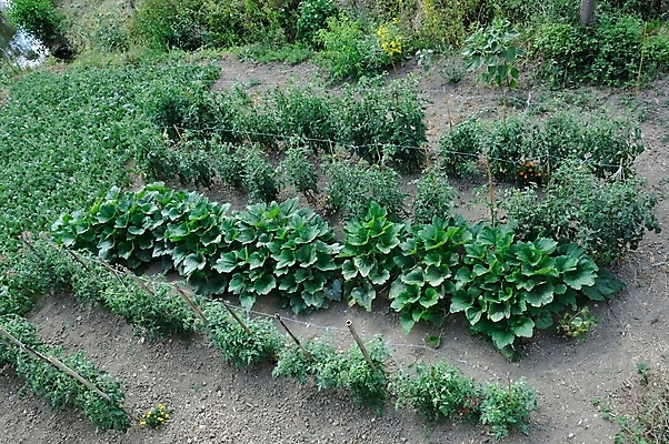 포토 JPG 해외이미지 음식 농업 토마토 채소 자연 사람없음 조미료 원예 완두콩 생물학 건강식 채소밭 주키니 해외202004 해외포토 교육 산업 밭 콩 취미 생태계 향미료 파일형식 이미지허브