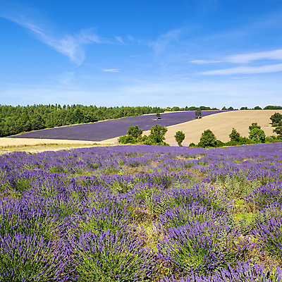 포토 JPG 해외이미지 나무 식물 꽃 선 밭 풍경 사람없음 야외 여름 파란색 빛 컬러풀 보라색 프랑스 시골 개화 자주색 허브 제비꽃 그림 향기 아로마 아로마테라피 라벤더 프랑스어 프로방스 해외202004 해외포토 문자 계절 유럽 컬러 농업 냄새 테라피 파일형식 이미지허브