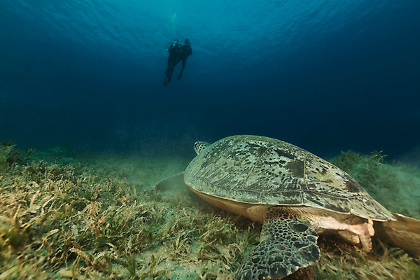 포토 JPG 해외이미지 식물 동물 모래 바다 백그라운드 자연 표면 어류 풍경 사람없음 물 파란색 컬러풀 햇빛 태양 바닷속 수중 광선 산호 거북이 아래 다이빙 장면 암초 깊이 소금물 이국적 침몰 파라다이스 해외202004 해외포토 자연요소 컬러 파충류 수영 수중동물 자포동물 방향 생태계 위치 수중스포츠 파일형식 이미지허브
