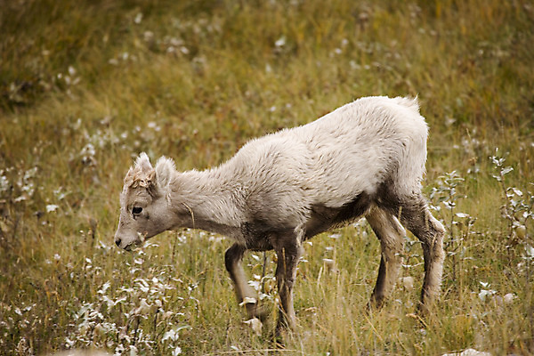 포토 JPG 해외이미지 야생동물 캐나다 뿔 사람없음 가을 양 양고기 램 앨버타 해외202004 해외포토 동물 계절 북아메리카 포유류 육류 파일형식 이미지허브