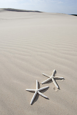 포토 JPG 해외이미지 모래 파도 바다 여행 백그라운드 패턴 자연 휴가 휴식 불가사리 사람없음 야외 물 컬러풀 노란색 일몰 껍질 서핑 고독 질감 열대기후 잔물결 카피스페이스 해외202004 해외포토 자연요소 감정 물결 컬러 컨셉 무늬 극피동물 노을 공백 수상스포츠 생태계 파일형식 이미지허브