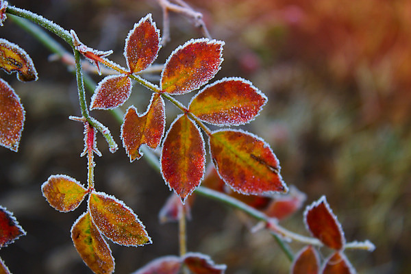 포토 JPG 해외이미지 식물 계절 열매 꽃잎 꽃 컨셉 잎 겨울 자연 사람없음 야외 장식 빨간색 장미 정원 냉동 얼음 추위 가을 흰색 나뭇가지 시간 가시 그룹 선택 12월 11월 크리스탈 오브젝트 서리 온도 정중 해외202004 해외포토 자연요소 나무 컬러 날짜 광석 생태계 파일형식 이미지허브