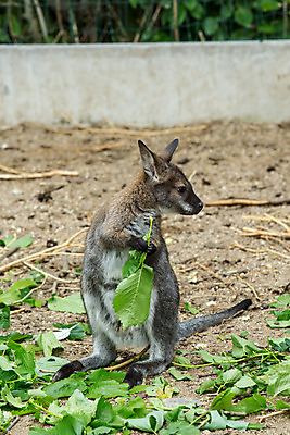 포토 JPG 해외이미지 동물 공원 야생동물 백그라운드 포유류 자연 초식동물 털 이야기 서기 사람없음 빨간색 초록색 갈색 머리 환경 회색 닫기 호주 보호 주머니 작음 경계 호기심 꼬리 목 캥거루 동쪽 동물상 오지 집게발 튕기기 파우치 해외202004 해외포토 공공시설 감정 컬러 컨셉 가방 모션 신체부위 조형물 오세아니아 크기 방향 생태계 파일형식 이미지허브