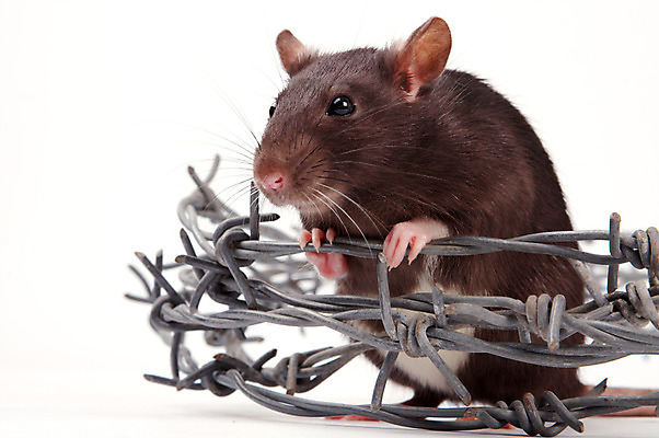 포토 JPG 해외이미지 동물 응시 포유류 수염 털 사람없음 반려동물 갈색 금속 회색 흰색 쥐 설치류 수줍음 심볼 호기심 흰배경 코 꼬리 귀 솜털 고립 해외202004 해외포토 시선 감정 컬러 백그라운드 컨셉 재질 신체부위 파일형식 이미지허브