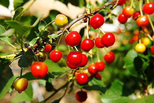 포토 JPG 해외이미지 채소 과일 사람없음 빨간색 나뭇가지 체리 해외202004 해외포토 나무 컬러 파일형식 이미지허브