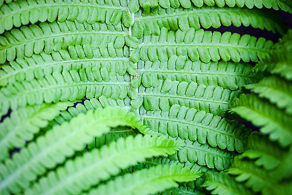 포토 JPG 해외이미지 식물 계절 공원 백그라운드 낙엽 잎 자연 추상 사람없음 야외 초록색 컬러풀 정원 봄 성장 나뭇가지 신선 티켓 숲 다발 내추럴 양치류 그리너리 해외202004 해외포토 나무 공공시설 컬러 무늬 생태계 파일형식 트랜드컬러 이미지허브