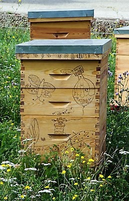 포토 JPG 해외이미지 꽃 곤충 자연 주택 사람없음 도시 보호 꿀 벌집 생태학 양봉 해외202004 해외포토 식물 동물 교육 컨셉 건물 생태계 파일형식 이미지허브