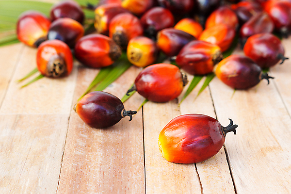 포토 JPG 해외이미지 식물 산업 아시아 음식 잎 농업 과일 교통시설 자동차 자연 손바닥 씨앗 사람없음 경제 농장 에너지 견과류 지성 수확 신선 재산 역 휘발유 다발 에코 날것 탱크 연료 가스 짐차 자원 펌프 노즐 디젤 밭일 세련 해외202004 해외포토 손 나라 육상교통 교통 금융 환경 석유 시설 생태계 파일형식 이미지허브