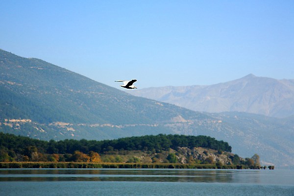 포토 JPG 해외이미지 호수 자연 갈매기 조류 하늘 사람없음 야외 파란색 흰색 해외202004 해외포토 동물 컬러 생태계 파일형식 이미지허브