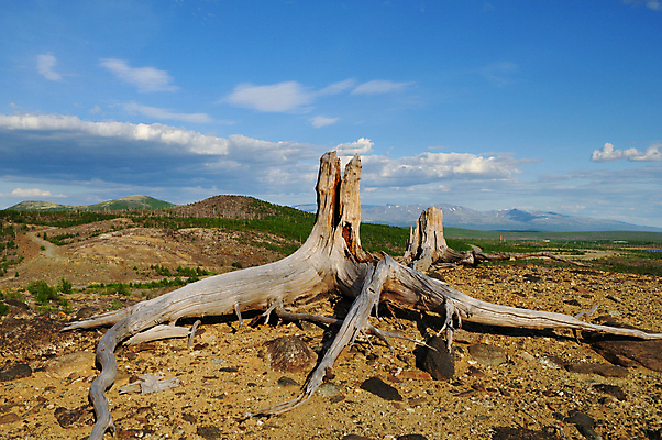 포토 JPG 해외이미지 나무 구름 자연 건조 사람없음 야외 환경 바위 숲 언덕 뿌리 가뭄 이산화탄소 해외202004 해외포토 자연요소 식물 날씨 돌_바위 생태계 파일형식 이미지허브