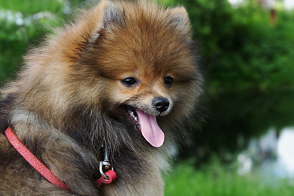 포토 JPG 해외이미지 동물 꽃 자연 털 사람없음 야외 반려동물 갈색 개 전시회 사냥개 솜털 송곳니 포메라니안 해외202004 해외포토 식물 컬러 포유류 전시 치아 생태계 파일형식 이미지허브