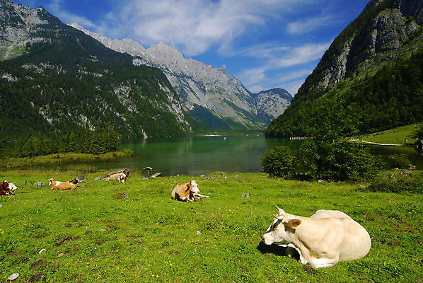 포토 JPG 해외이미지 동물 유럽 호수 밭 농업 산 독일 풍경 사람없음 강 농장 환경 등산 소 군중 숲 스위스 언덕 알프스 밭일 생태학 절정 해외202004 해외포토 교육 나라 산업 포유류 사람 트래킹 파일형식 이미지허브