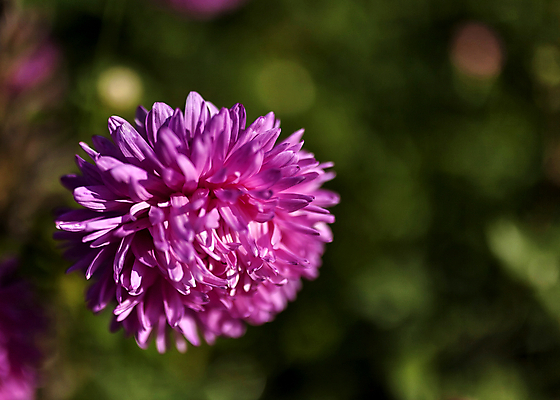 포토 JPG 해외이미지 식물 계절 꽃잎 꽃 줄기 분홍색 국화 풍경 사람없음 야외 장식 초록색 머리 정원 보라색 활발 가을 시골 신선 개화 그룹 우아함 다발 제비꽃 원예 질감 러시아 제비 내추럴 해외202004 해외포토 유럽 컬러 컨셉 조류 취미 신체부위 파일형식 이미지허브