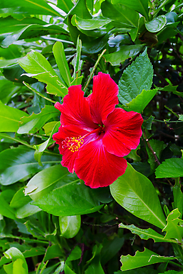 포토 JPG 해외이미지 식물 꽃잎 꽃 줄기 분홍색 여행 백그라운드 꽃무늬 자연 열대 사람없음 빨간색 노란색 정원 흰색 나뭇가지 신선 싱글 꽃가루 내추럴 히비스커스 해외202004 해외포토 나무 컬러 무늬 가루 생태계 파일형식 이미지허브