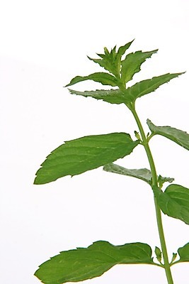 포토 JPG 해외이미지 식물 줄기 백그라운드 잎 재료 자연 건강 사람없음 초록색 정원 흰색 허브 향신료 원예 향기 아로마 향 아로마테라피 고립 해외202004 스피아민트 해외포토 컬러 취미 민트 생태계 냄새 테라피 향미료 파일형식 이미지허브