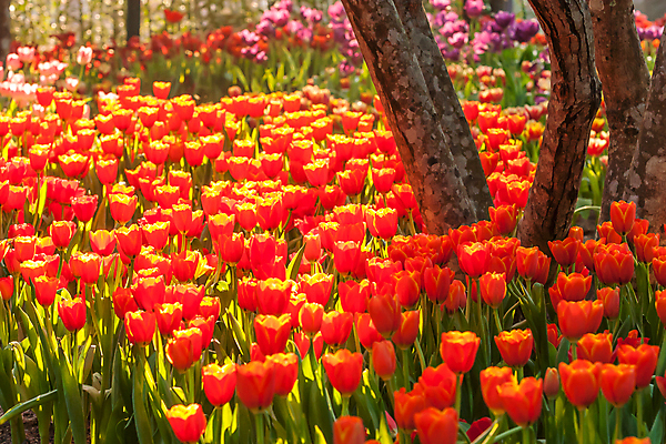 포토 JPG 해외이미지 식물 계절 공원 꽃 아시아 분홍색 꽃다발 백그라운드 컨셉 잎 꽃무늬 밭 오렌지 태국 자연 아침 부활절 발렌타인데이 선물 사랑 사람없음 야외 장식 빨간색 초록색 파란색 컬러풀 정원 보라색 중국 튤립 벚꽃 신선 다발 배열 꽃집 내추럴 고립 많음 해외202004 해외포토 주간 공공시설 기념일 감정 나라 컬러 무늬 농업 과일 데이이벤트 상점 생태계 파일형식 이미지허브