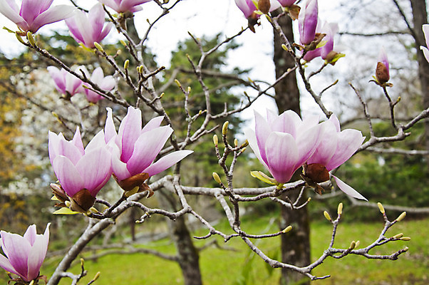 포토 JPG 해외이미지 나무 식물 계절 꽃잎 꽃 길 선 분홍색 백그라운드 꽃무늬 밭 자연 하늘 사람없음 파란색 컬러풀 햇빛 정원 보라색 봄 벚꽃 나뭇가지 개화 체리 4월 순수 원예 질감 목련 고립 해외202004 해외포토 컬러 컨셉 무늬 농업 과일 취미 태양 날짜 생태계 파일형식 이미지허브