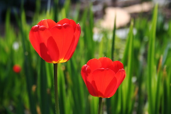 포토 JPG 해외이미지 식물 계절 공원 꽃잎 꽃 분홍색 꽃다발 잎 꽃무늬 전구 자연 선물 사람없음 초록색 컬러풀 정원 봄 튤립 벚꽃 신선 개화 네덜란드 원예 내추럴 해외202004 해외포토 공공시설 유럽 컬러 무늬 취미 생태계 파일형식 이미지허브
