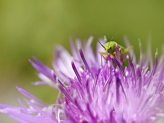 포토 JPG 해외이미지 식물 동물 공원 꽃 야생동물 곤충 잎 날개 자연 안테나 노르웨이 사람없음 야외 초록색 정원 보라색 들꽃 황무지 벌레 메뚜기 귀뚜라미 동물상 해외202004 해외포토 공공시설 유럽 컬러 통신 조형물 생태계 파일형식 이미지허브
