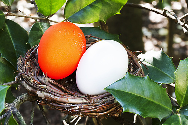 포토 JPG 해외이미지 사람없음 일상 나뭇가지 용기 둥지 개성 공격적 성격 특별함 해외202004 해외포토 나무 그릇 컨셉 라이프 파일형식 이미지허브