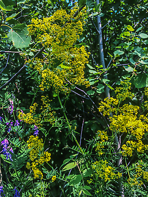 포토 JPG 해외이미지 식물 계절 공원 꽃잎 꽃 백그라운드 잎 꽃무늬 밭 농업 자연 하늘 풍경 사람없음 야외 초록색 여름 파란색 빛 컬러풀 햇빛 태양 노란색 정원 맑음 봄 성장 벚꽃 시골 축하 춤 신선 개화 숲 민들레 묘사 데이지 내추럴 해외202004 해외포토 자연요소 공공시설 산업 컬러 컨셉 무늬 날씨 문화예술 생태계 파일형식 이미지허브