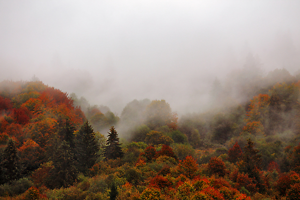 포토 JPG 해외이미지 나무 계절 유럽 여행 백그라운드 잎 자연 아침 날씨 산 풍경 사람없음 야외 목재 빨간색 초록색 컬러풀 환경 안개 가을 흰색 시골 숲 언덕 폭풍 흐림 나쁜 해외202004 해외포토 주간 식물 나라 컬러 재료 생태계 파일형식 이미지허브