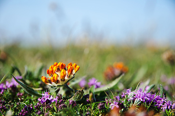 포토 JPG 해외이미지 식물 계절 꽃 유럽 밭 오렌지 자연 하늘 사람없음 빨간색 초록색 여름 파란색 빛 컬러풀 태양 노란색 봄 벚꽃 신선 개화 작음 6월 해외202004 해외포토 자연요소 나라 컬러 농업 과일 날짜 크기 생태계 파일형식 이미지허브