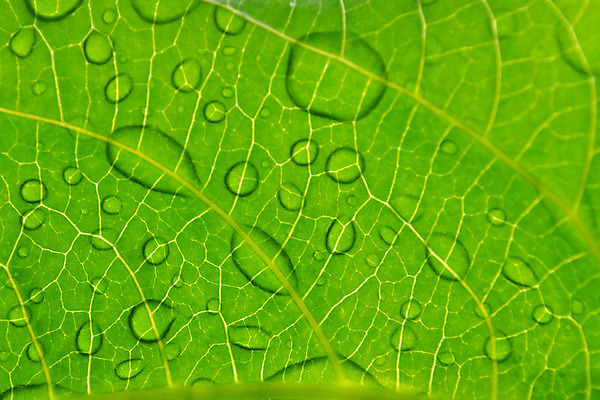 포토 JPG 해외이미지 선 백그라운드 잎 벽지 표면 날씨 추상 휴식 건강 사람없음 초록색 물 파란색 반사 환경 금속 물방울 신선 투명 액체 실험실 떨어짐 빨래 매끈함 상쾌 질감 해외202004 해외포토 자연요소 식물 감정 컬러 컨셉 가사 무늬 재질 실험 감각 파일형식 이미지허브