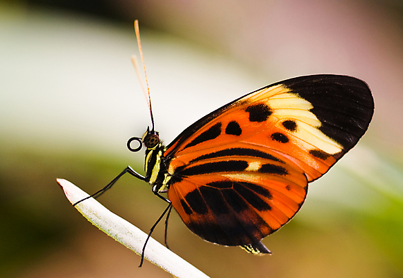 포토 JPG 해외이미지 식물 동물 꽃 야생동물 나비 곤충 잎 패턴 날개 오렌지 사람없음 가로 초록색 컬러풀 갈색 정원 검은색 닫기 벌레 작음 묘사 오로라 이국적 해외202004 해외포토 컬러 무늬 과일 모션 자연현상 크기 파일형식 이미지허브