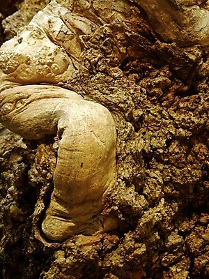 포토 JPG 해외이미지 나무 공원 자연 사람없음 목재 사진촬영 성장 황무지 숲 질감 나무껍질 삼림지대 해외202004 해외포토 식물 공공시설 재료 촬영 껍질 생태계 파일형식 이미지허브