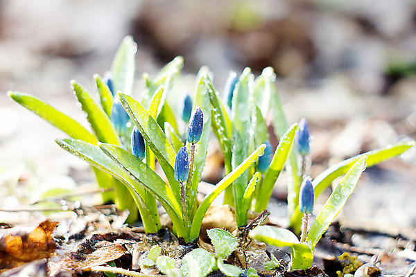 포토 JPG 해외이미지 식물 계절 꽃잎 꽃 꽃다발 백그라운드 잎 겨울 꽃무늬 자연 사람없음 야외 초록색 파란색 머리 정원 봄 성장 벚꽃 신선 개화 떨어짐 숲 4월 묘사 내추럴 블루벨 처음 헌병 해외202004 해외포토 컬러 컨셉 무늬 신체부위 군인 날짜 생태계 파일형식 이미지허브