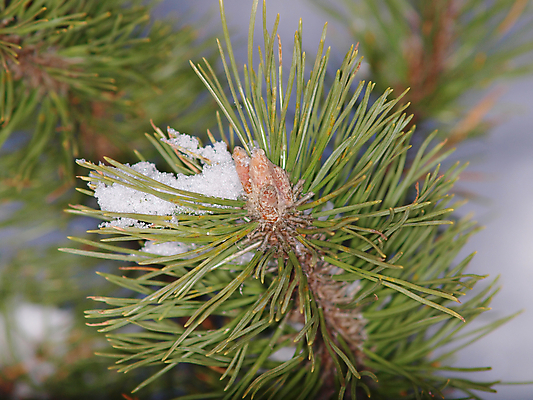 포토 JPG 해외이미지 나무 잎 크리스마스 겨울 자연 사람없음 빨간색 초록색 햇빛 냉동 얼음 추위 흰색 나뭇가지 축하 소나무 눈송이 막대기 야간 저녁 숲 서리 장면 상록수 침엽수 전나무 덩어리 블러 해외202004 해외포토 자연요소 식물 계절 기념일 컬러 컨셉 눈_날씨 태양 생태계 파일형식 이미지허브